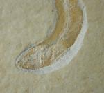 Leptolepides sprattiformis (BLAINVILLE 1818) - Bild &copy; FossNet FossilienStore